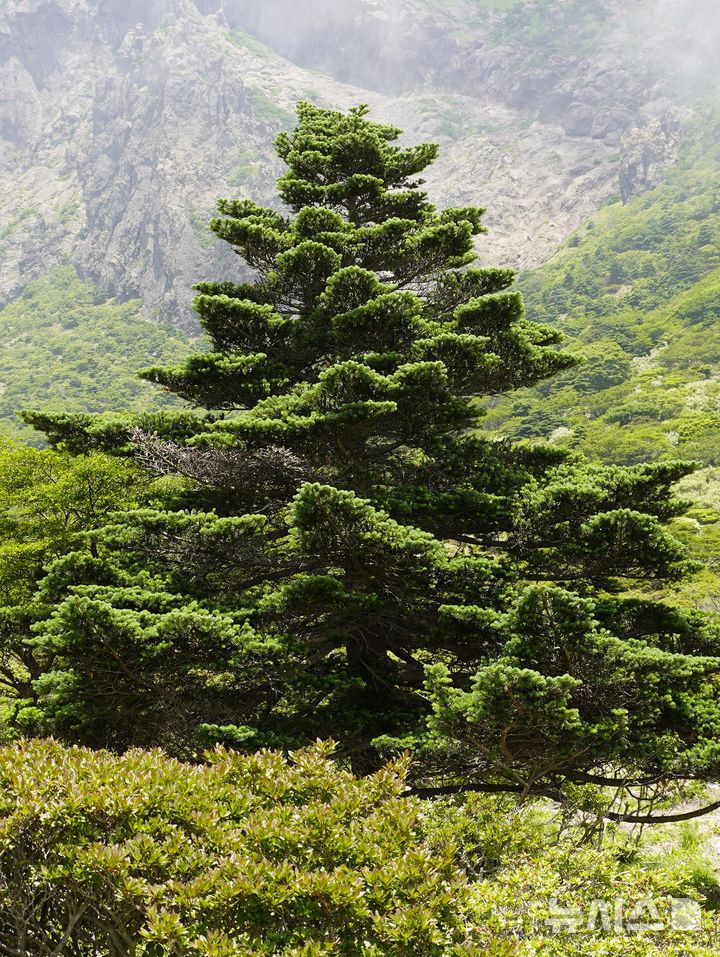 [제주=뉴시스] 제주도 세계유산본부가 5일 한라산국립공원 남벽 분기점에서 공개한 한라산 구상나무 대표목. (사진=제주도 제공) 2025.07.05. photo@newsis.com 