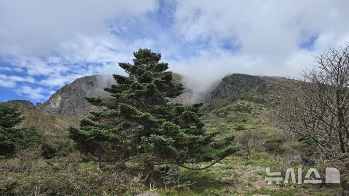 [제주=뉴시스] 제주도 세계유산본부가 5일 한라산국립공원 남벽 분기점에서 공개한 한라산 구상나무 대표목. (사진=제주도 제공) 2025.07.05. photo@newsis.com 