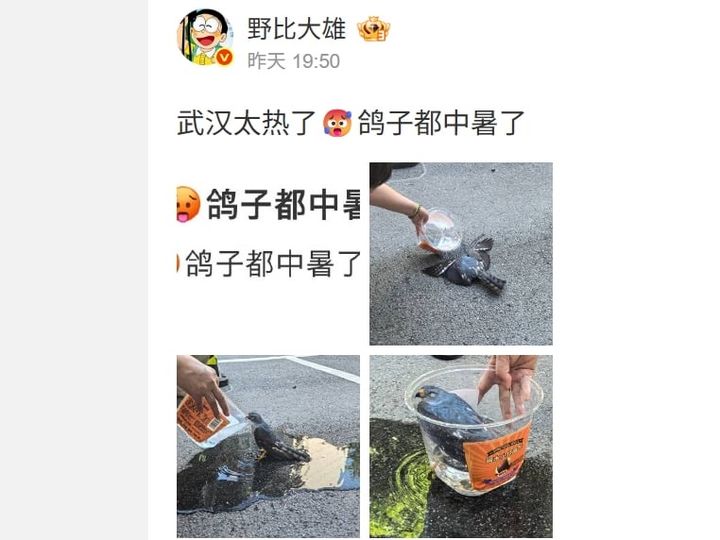 [뉴시스] 중국 우한의 폭염으로 인해 열사병에 걸린 듯한 붉은배새매. (사진=대기원시보) 2025.7.6 *재판매 및 DB 금지
