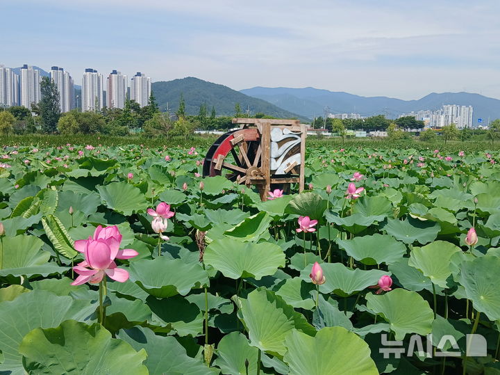 [김해=뉴시스]김해 조만강 친수공간 2만㎡ 연꽃 개화. (사진=김해시 제공). 2025.07.07. photo@newsis.com