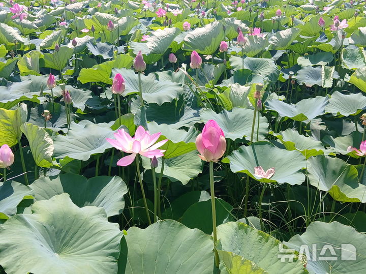 [김해=뉴시스]김해 조만강 친수공간 2만㎡ 연꽃 개화. (사진=김해시 제공). 2025.07.07. photo@newsis.com