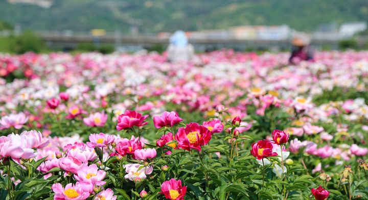 [산청=뉴시스] 산청 정광들 약초재배단지 작약꽃 (사진=산청군 제공) 2025. 07. 07. photo@newsis.com&nbsp; *재판매 및 DB 금지