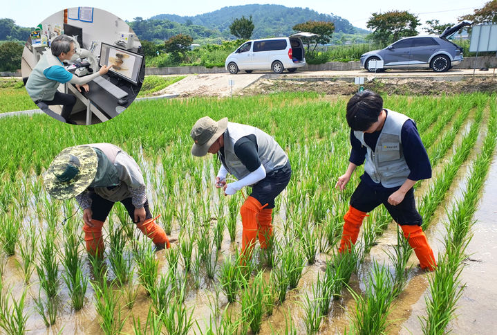 [무안=뉴시스] 벼 비래해충 예찰·진단하는 전남농업기술원 직원들. (사진 제공 = 전남농기원). 2025.07.07. photo@newsis.com *재판매 및 DB 금지