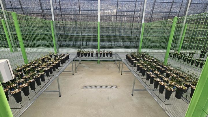 [화순=뉴시스] 전남 화순군은 오는 9일부터 다음달 29일까지 지역 농업인 소득 증진과 춘란 산업 육성을 위해 '화순춘란 재배 온실 임대 사업'을 추진한다고 7일 밝혔다.(사진=화순군 제공) 2025.07.07. photo@newsis.com *재판매 및 DB 금지