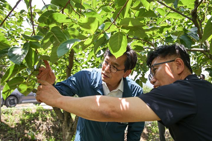 [영암=뉴시스]대봉감 낙과 피해 현장 방문한 우승희 영암군수. (사진=영암군 제공) 2025.07.07. photo@newsis.com *재판매 및 DB 금지