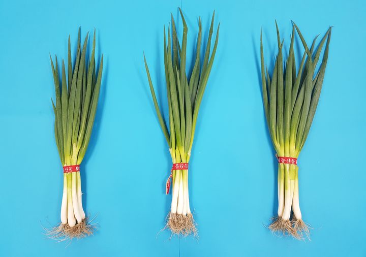 [세종=뉴시스] 대파를 뿌리째 끈 포장한 모습. (사진=농촌진흥청 제공) *재판매 및 DB 금지