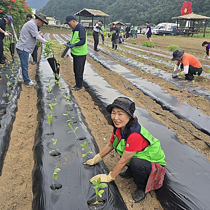 백일홍 모종 식재 모습. *재판매 및 DB 금지