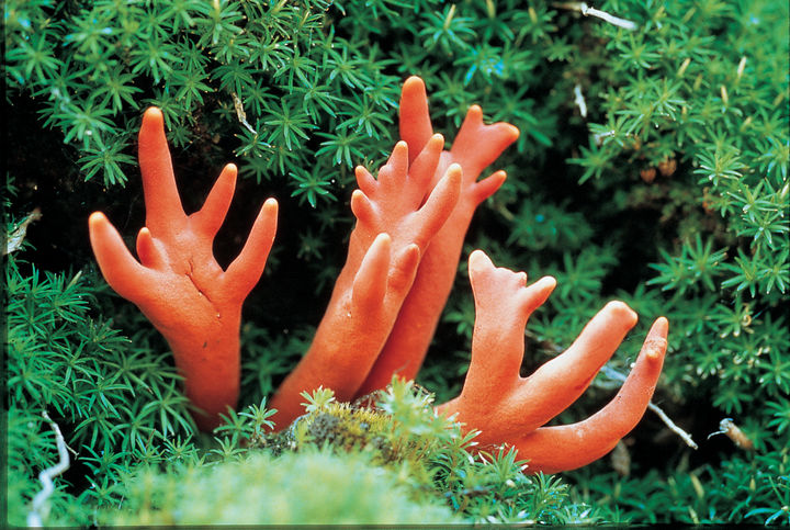 [대전=뉴시스] 맹독성 버섯인 '붉은사슴뿔버섯'.(사진=국립산림과학원 제공)&nbsp; *재판매 및 DB 금지