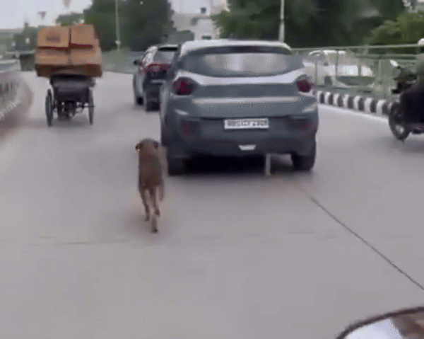 [뉴시스] 버려진 강아지가 주인 차를 2km 넘게 따라 달리는 모습이 포착돼 인도 사회에 공분을 일으켰다. (사진=프리프레스저널) 2025.07.05 *재판매 및 DB 금지 *재판매 및 DB 금지