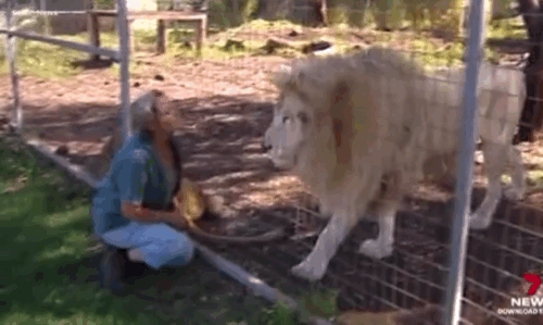 [뉴시스]호주 퀸즐랜드의 한 동물원에서 여성이 사자에게 공격당해 팔을 잃은 사고가 발생했다. (사진=데일리메일) *재판매 및 DB 금지 *재판매 및 DB 금지