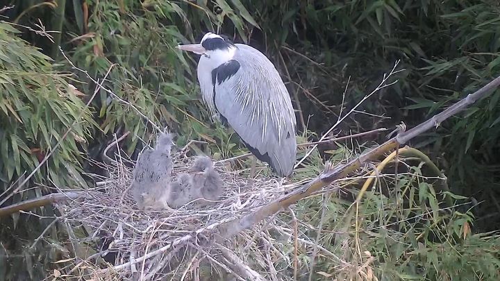 [울산=뉴시스] 울산시는 남구 태화강 삼호철새공원 대나무숲에 설치된 관찰카메라를 통해 ’왜가리‘의 번식 전 과정을 관찰했다고 8일 밝혔다. (사진=울산시 제공) 2025.07.08.photo@newsis.com *재판매 및 DB 금지