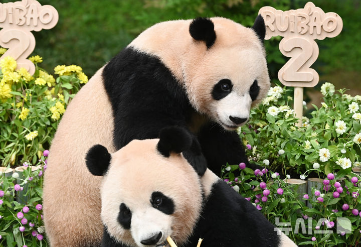 [용인=뉴시스] 김종택 기자 = 7일 경기 용인시 에버랜드 판다월드에서 두돌 생일을 맞은 쌍둥이 판다 루이바오와 후이바오가 대형 케이크를 먹고 있다. 지난 2023년 7월7일 엄마 아이바오와 아빠 러바오 사이에서 태어난 루이바오·후이바오는 출생 당시 몸무게 180g, 140g에서 2년만에 모두 70kg을 넘어서며 건강하게 성장하고 있다. 2025.07.07. jtk@newsis.com