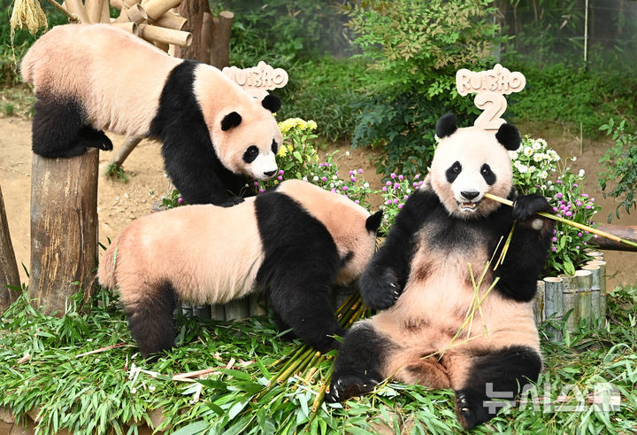 [용인=뉴시스] 김종택 기자 = 7일 경기 용인시 에버랜드 판다월드에서 두돌 생일을 맞은 쌍둥이 판다 루이바오와 후이바오가 엄마 아이바오와 함께 대나무로 만든 대형 케이크를 먹고 있다. 지난 2023년 7월7일 엄마 아이바오와 아빠 러바오 사이에서 태어난 루이바오·후이바오는 출생 당시 몸무게 180g, 140g에서 2년만에 모두 70kg을 넘어서며 건강하게 성장하고 있다. 2025.07.07. jtk@newsis.com