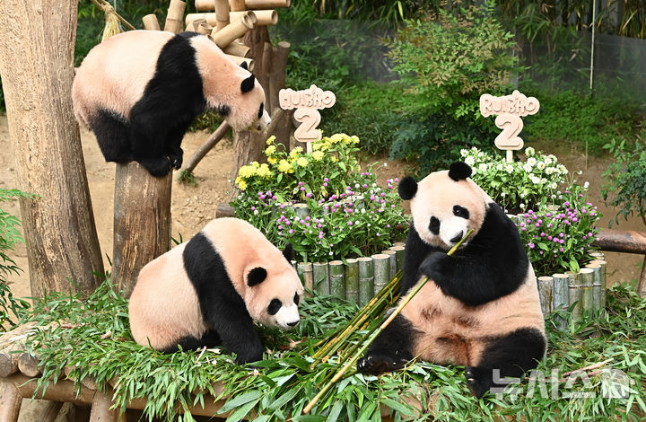 [용인=뉴시스] 김종택 기자 = 7일 경기 용인시 에버랜드 판다월드에서 두돌 생일을 맞은 쌍둥이 판다 루이바오와 후이바오가 엄마 아이바오와 함께 대나무로 만든 대형 케이크를 먹고 있다. 지난 2023년 7월7일 엄마 아이바오와 아빠 러바오 사이에서 태어난 루이바오·후이바오는 출생 당시 몸무게 180g, 140g에서 2년만에 모두 70kg을 넘어서며 건강하게 성장하고 있다. 2025.07.07. jtk@newsis.com