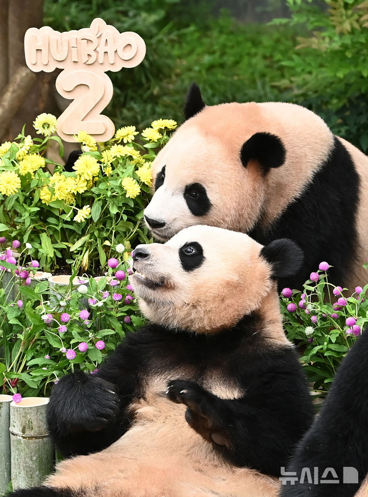 [용인=뉴시스] 김종택 기자 = 7일 경기 용인시 에버랜드 판다월드에서 두돌 생일을 맞은 쌍둥이 판다 루이바오와 후이바오가 대나무로 만든 대형 케이크를 먹고 있다. 지난 2023년 7월7일 엄마 아이바오와 아빠 러바오 사이에서 태어난 루이바오·후이바오는 출생 당시 몸무게 180g, 140g에서 2년만에 모두 70kg을 넘어서며 건강하게 성장하고 있다. 2025.07.07. jtk@newsis.com