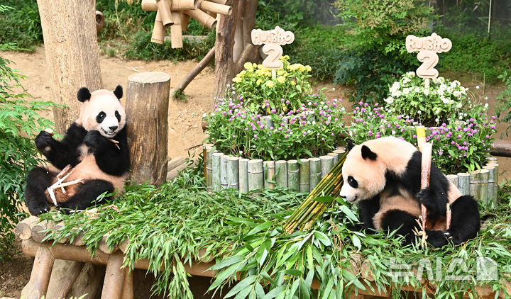 [용인=뉴시스] 김종택 기자 = 7일 경기 용인시 에버랜드 판다월드에서 두돌 생일을 맞은 쌍둥이 판다 루이바오와 후이바오가 대나무로 만든 대형 케이크를 먹고 있다. 지난 2023년 7월7일 엄마 아이바오와 아빠 러바오 사이에서 태어난 루이바오·후이바오는 출생 당시 몸무게 180g, 140g에서 2년만에 모두 70kg을 넘어서며 건강하게 성장하고 있다. 2025.07.07. jtk@newsis.com