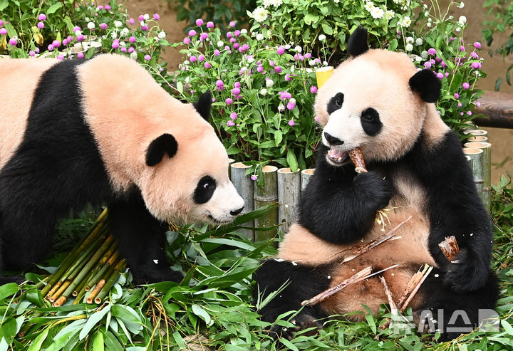 [용인=뉴시스] 김종택 기자 = 7일 경기 용인시 에버랜드 판다월드에서 두돌 생일을 맞은 쌍둥이 판다 루이바오와 후이바오가 대형 케이크를 먹고 있다. 지난 2023년 7월7일 엄마 아이바오와 아빠 러바오 사이에서 태어난 루이바오·후이바오는 출생 당시 몸무게 180g, 140g에서 2년만에 모두 70kg을 넘어서며 건강하게 성장하고 있다. 2025.07.07. jtk@newsis.com