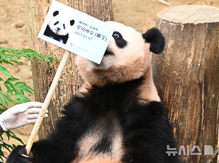 [용인=뉴시스] 김종택 기자 = 7일 경기 용인시 에버랜드 판다월드에서 두돌 생일을 맞은 쌍둥이 판다 루이바오가 사원증을 바라보고 있다. 지난 2023년 7월7일 엄마 아이바오와 아빠 러바오 사이에서 태어난 루이바오·후이바오는 출생 당시 몸무게 180g, 140g에서 2년만에 모두 70kg을 넘어서며 건강하게 성장하고 있다. 2025.07.07. jtk@newsis.com
