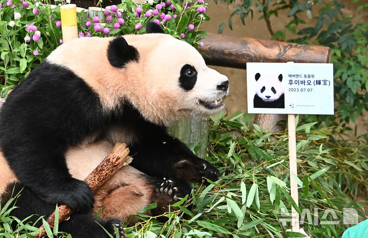 [용인=뉴시스] 김종택 기자 = 7일 경기 용인시 에버랜드 판다월드에서 두돌 생일을 맞은 쌍둥이 판다 후이바오가 사원증을 바라보고 있다. 지난 2023년 7월7일 엄마 아이바오와 아빠 러바오 사이에서 태어난 루이바오·후이바오는 출생 당시 몸무게 180g, 140g에서 2년만에 모두 70kg을 넘어서며 건강하게 성장하고 있다. 2025.07.07. jtk@newsis.com