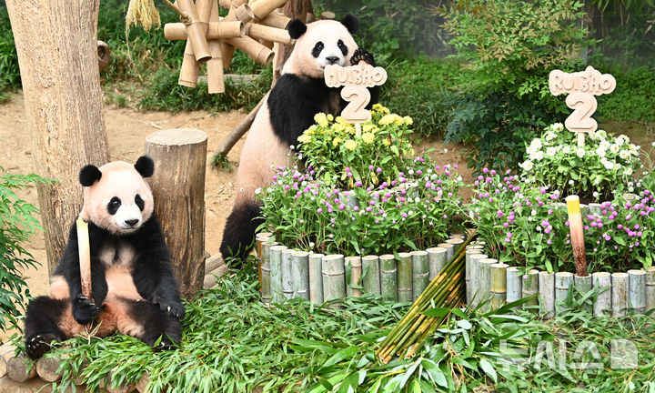 [용인=뉴시스] 김종택 기자 = 7일 경기 용인시 에버랜드 판다월드에서 두돌 생일을 맞은 쌍둥이 판다 루이바오와 후이바오가 대나무로 만든 대형 케이크를 먹고 있다. 지난 2023년 7월7일 엄마 아이바오와 아빠 러바오 사이에서 태어난 루이바오·후이바오는 출생 당시 몸무게 180g, 140g에서 2년만에 모두 70kg을 넘어서며 건강하게 성장하고 있다. 2025.07.07. jtk@newsis.com