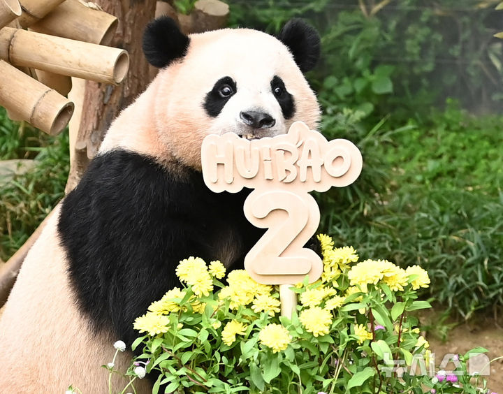 [용인=뉴시스] 김종택 기자 = 7일 경기 용인시 에버랜드 판다월드에서 두돌 생일을 맞은 쌍둥이 판다 후이바오가 대형 케이크를 먹고 있다. 지난 2023년 7월7일 엄마 아이바오와 아빠 러바오 사이에서 태어난 루이바오·후이바오는 출생 당시 몸무게 180g, 140g에서 2년만에 모두 70kg을 넘어서며 건강하게 성장하고 있다. 2025.07.07. jtk@newsis.com