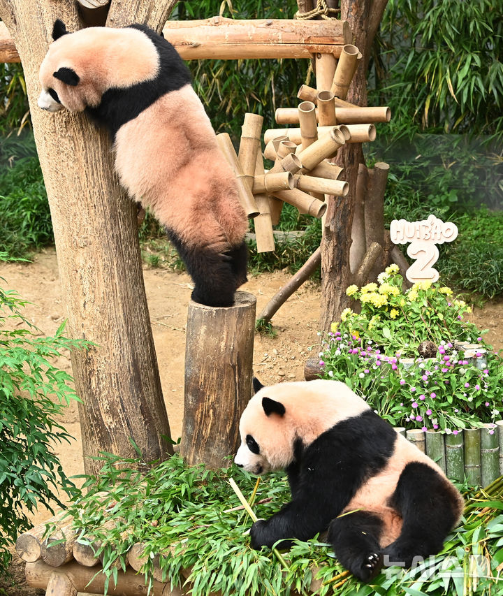[용인=뉴시스] 김종택 기자 = 7일 경기 용인시 에버랜드 판다월드에서 두돌 생일을 맞은 쌍둥이 판다 루이바오와 후이바오가 대형 케이크를 먹으며 즐거운 시간을 보내고 있다.. 지난 2023년 7월7일 엄마 아이바오와 아빠 러바오 사이에서 태어난 루이바오·후이바오는 출생 당시 몸무게 180g, 140g에서 2년만에 모두 70kg을 넘어서며 건강하게 성장하고 있다. 2025.07.07. jtk@newsis.com