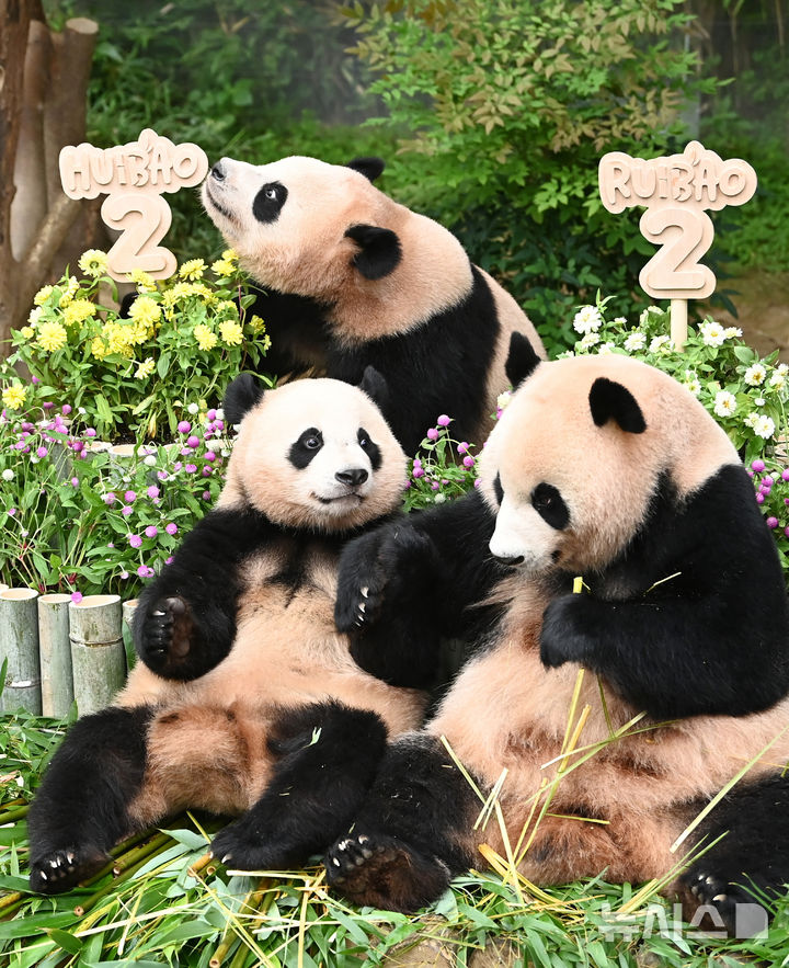 [용인=뉴시스] 김종택 기자 = 7일 경기 용인시 에버랜드 판다월드에서 두돌 생일을 맞은 쌍둥이 판다 루이바오와 후이바오가 엄마 아이바오와 함께 대나무로 만든 대형 케이크를 먹고 있다. 지난 2023년 7월7일 엄마 아이바오와 아빠 러바오 사이에서 태어난 루이바오·후이바오는 출생 당시 몸무게 180g, 140g에서 2년만에 모두 70kg을 넘어서며 건강하게 성장하고 있다. 2025.07.07. jtk@newsis.com