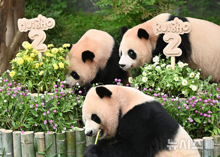 [용인=뉴시스] 김종택 기자 = 7일 경기 용인시 에버랜드 판다월드에서 두돌 생일을 맞은 쌍둥이 판다 루이바오와 후이바오가 엄마 아이바오와 함께 대나무로 만든 대형 케이크를 먹고 있다. 지난 2023년 7월7일 엄마 아이바오와 아빠 러바오 사이에서 태어난 루이바오·후이바오는 출생 당시 몸무게 180g, 140g에서 2년만에 모두 70kg을 넘어서며 건강하게 성장하고 있다. 2025.07.07. jtk@newsis.com