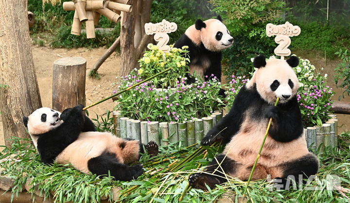 [용인=뉴시스] 김종택 기자 = 7일 경기 용인시 에버랜드 판다월드에서 두돌 생일을 맞은 쌍둥이 판다 루이바오와 후이바오가 엄마 아이바오와 함께 대나무로 만든 대형 케이크를 먹고 있다. 지난 2023년 7월7일 엄마 아이바오와 아빠 러바오 사이에서 태어난 루이바오·후이바오는 출생 당시 몸무게 180g, 140g에서 2년만에 모두 70kg을 넘어서며 건강하게 성장하고 있다. 2025.07.07. jtk@newsis.com