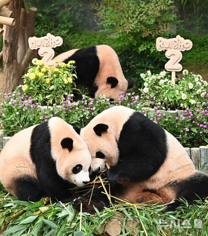 [용인=뉴시스] 김종택 기자 = 7일 경기 용인시 에버랜드 판다월드에서 두돌 생일을 맞은 쌍둥이 판다 루이바오와 후이바오가 엄마 아이바오와 함께 대나무로 만든 대형 케이크를 먹고 있다. 지난 2023년 7월7일 엄마 아이바오와 아빠 러바오 사이에서 태어난 루이바오·후이바오는 출생 당시 몸무게 180g, 140g에서 2년만에 모두 70kg을 넘어서며 건강하게 성장하고 있다. 2025.07.07. jtk@newsis.com