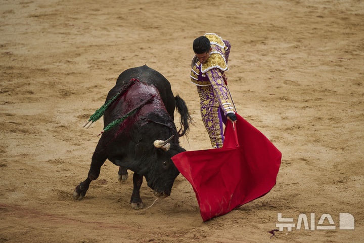 [팜플로나=AP/뉴시스] 7일(현지 시간) 스페인 북부 팜플로나에서 열린 산 페르민 축제 중 투우 경기가 열리고 있다. 올해 산 페르민 축제는 6일부터 14일까지 열리며 소몰이 행사(엔시에로)와 투우는 '전통 축제'와 '동물 학대' 사이에서 해마다 논란이 되고 있다. 2025.07.08.