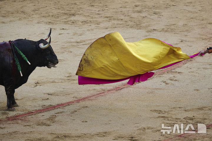 [팜플로나=AP/뉴시스] 7일(현지 시간) 스페인 북부 팜플로나에서 열린 산 페르민 축제 기간의 투우 경기 중 투우사가 소를 도발하고 있다. 올해 산 페르민 축제는 6일부터 14일까지 열리며, 소몰이 행사(엔시에로)와 투우는 '전통 축제'와 '동물 학대' 사이에서 해마다 논란이 되고 있다. 2025.07.08.
