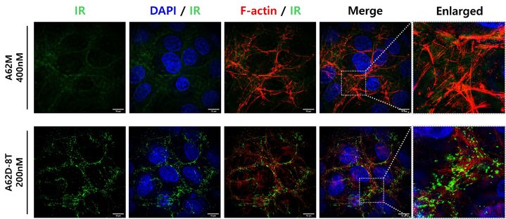 [천안=뉴시스] 이합체 압타머 A62D를 통해서 인슐린 수용체가 세포막 위에서 인공적인 군집(Clustering)을 형성한 모습.(사진=한국기술대학교 제공).2025.07.08.photo@newsis.com. *재판매 및 DB 금지