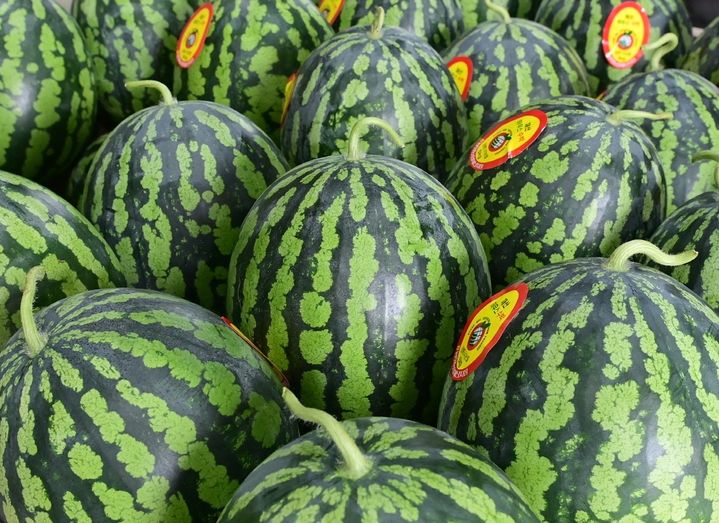  [봉화=뉴시스] 봉화 재산 수박 (사진=봉화군 제공) 2025.07.08. photo@newsis.com *재판매 및 DB 금지