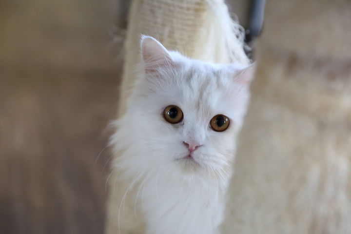 [서울=뉴시스] 한 중국 국적 노인이 자신이 세상을 떠난 뒤 홀로 남겨질 반려묘를 돌봐줄 새로운 가족을 찾고 있다는 소식이 알려져 화제를 모으고 있다. 2025.07.08. *재배포 및 DB금지 *재판매 및 DB 금지