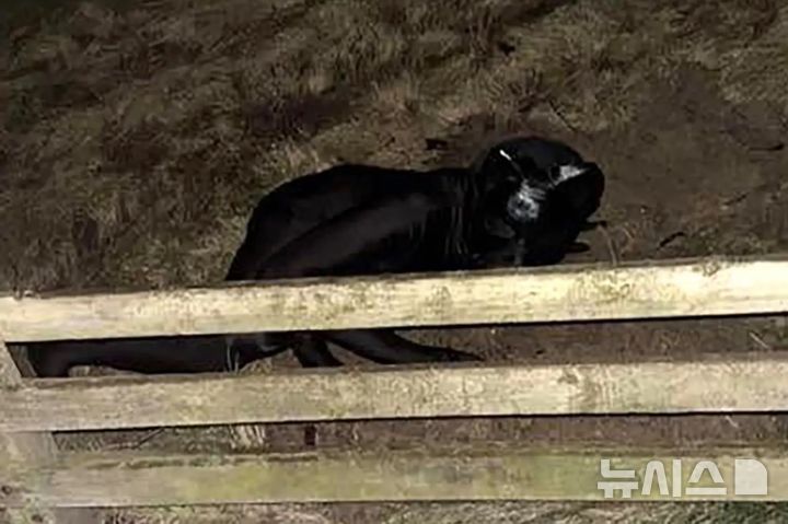 [뉴시스]정체불명의 남성이 검정색 전신 고양이 수트를 입고 마을을 혼란스럽게 하고 있다. (사진=뉴욕포스트) 2025.7.7 