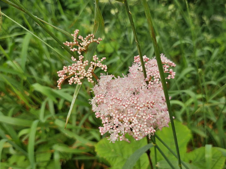 [영주=뉴시스] 터리풀 (사진=소백산국립공원사무소 제공) 2025.07.08. photo@newsis.com *재판매 및 DB 금지