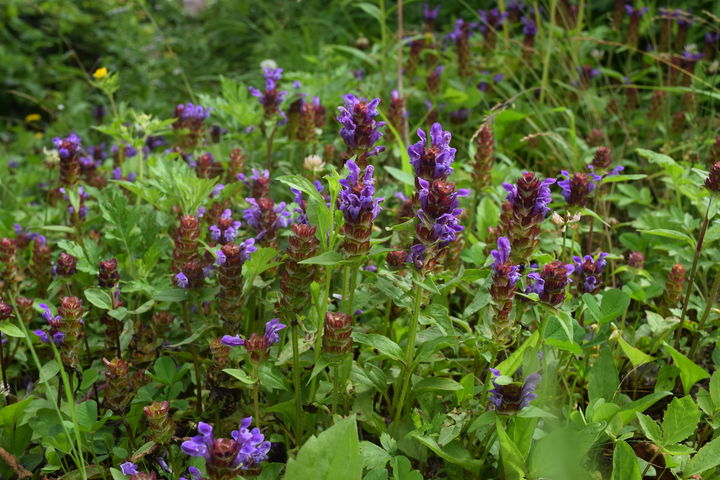[영주=뉴시스] 꿀풀 (사진=소백산국립공원사무소 제공) 2025.07.08. photo@newsis.com *재판매 및 DB 금지