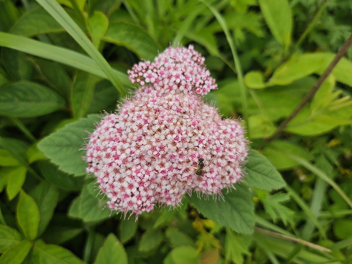 [영주=뉴시스] 참조팝나무 (사진=소백산국립공원사무소 제공) 2025.07.08. photo@newsis.com *재판매 및 DB 금지