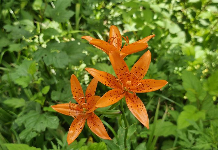 [영주=뉴시스] 하늘말나리 (사진=소백산국립공원사무소 제공) 2025.07.08. photo@newsis.com *재판매 및 DB 금지