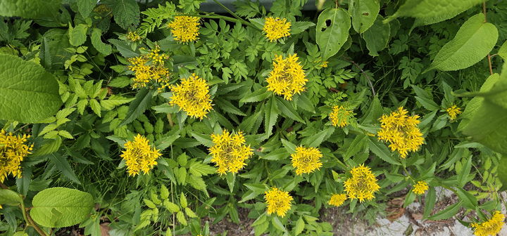  [영주=뉴시스] 가는기린초 (사진=소백산국립공원사무소 제공) 2025.07.08. photo@newsis.com *재판매 및 DB 금지