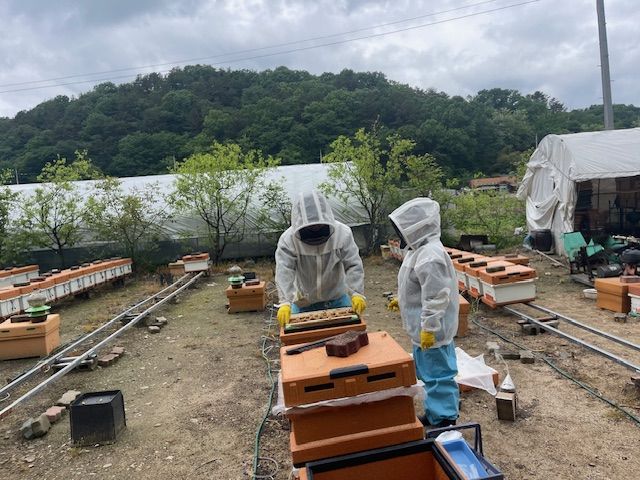 [세종=뉴시스] 농촌진흥청이 꿀벌에 기생하는 진드기 일종인 '꿀벌응애'의 확산 방지를 위해 양봉농가에 검증된 약제만 사용하고, 불법 수입이나 오남용을 자제해 달라고 8일 당부했다. 사진은 농진청 관계자가 꿀벌응애 관련 현장 조사에 나선 모습. (사진=농진청 제공) 2025.07.08. photo@newsis.com *재판매 및 DB 금지
