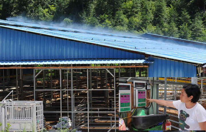 [무안=뉴시스] 축사 지붕위 스프링클러 가동한 전남 축산농가. (자료사진 제공 = 전남도). 2025.07.08. photo@newsis.com *재판매 및 DB 금지