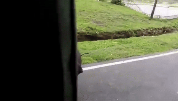 [서울=뉴시스] 인도 아삼주 카지랑가 국립공원에서 아기 코끼리 초투(Chotu)가 어미와 눈물 어린 재회를 하는 장면이 포착됐다.(사진=X @susantananda3) *재판매 및 DB 금지 *재판매 및 DB 금지