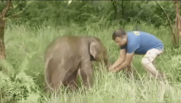 [서울=뉴시스] 인도 아삼주 카지랑가 국립공원에서 아기 코끼리 초투(Chotu)가 어미와 눈물 어린 재회를 하는 장면이 포착됐다.(사진=X @susantananda3) *재판매 및 DB 금지 *재판매 및 DB 금지