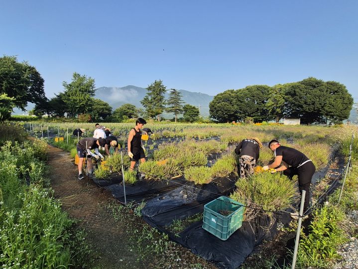 [부산=뉴시스] 동명대학교는 지난 7일부터 사흘 간 경남 거창군 가조면에서 농촌봉사 활동을 벌인다고 8일 밝혔다. (사진=동명대 제공) 2025.07.08. photo@newsis.com *재판매 및 DB 금지