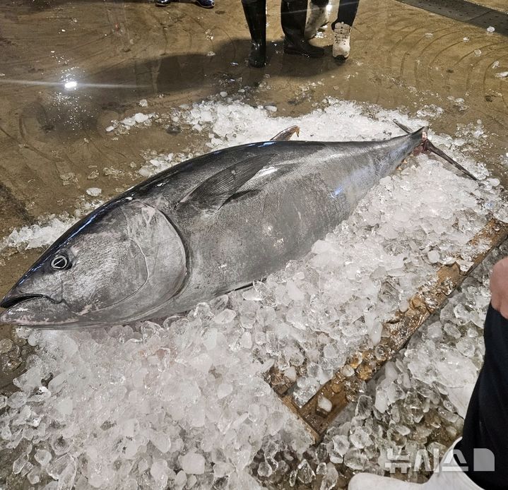 [제주=뉴시스] 지난달 27일 제주 마라도 해상에서 대형 참다랑어가 어획돼 수협 위판장에 전시돼 있다. (사진=독자 제공) 2025.07.08. photo@newsis.com
