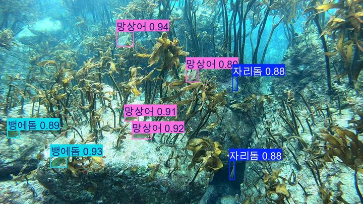 [부산=뉴시스] 수중 속 어류 식별 (사진=국립수산과학원 제공) 2025.07.08. photo@newsis.com *재판매 및 DB 금지