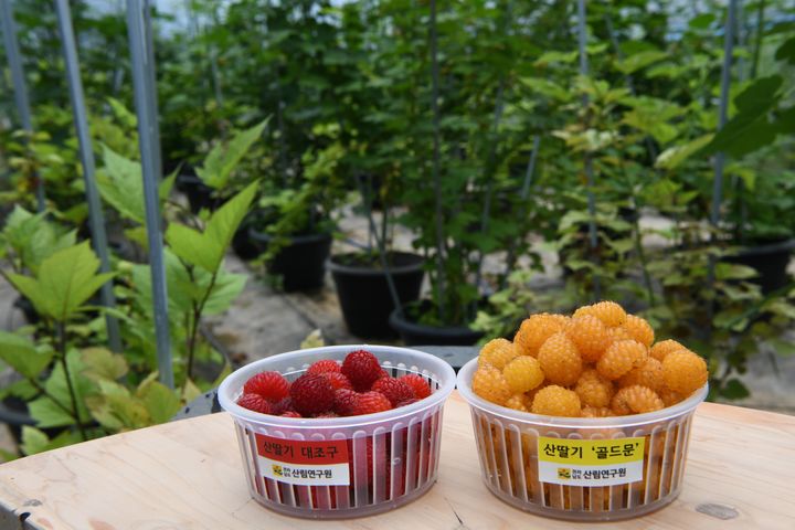 [무안=뉴시스] 전남산림연구원이 발견, 신품종 보호 출원한 노란산딸기 골드문. 사진 왼쪽은 붉은색 일반 산딸기. (사진 제공 = 전남도). 2025.07.08. photo@newsis.com *재판매 및 DB 금지