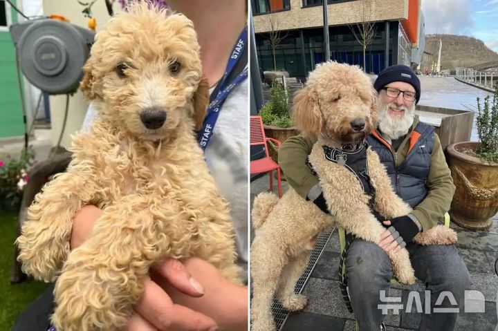 [서울=뉴시스]강세훈 기자, 임채영 인턴기자 = 영국의 한 부부가 작은 코카푸라고 믿고 입양한 강아지가 몸무게 45㎏에 달하는 초대형견으로 자라 화제가 되고 있다. (사진=The Sun) 2025.7.7.  
